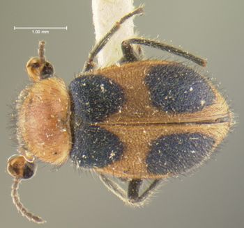 Media type: image;   Entomology 24212 Aspect: habitus dorsal view